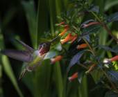 Costa Rica Adventure