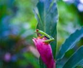 Wild Costa Rica – Premium Adventure