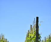 Gastronomic Barolo Walk