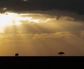 Gorillas & Masai Mara – Camping