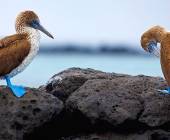 Blue-footed boobys in the Galapagos Islands
