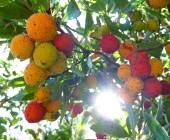 The Amalfi Coast Walk