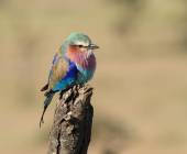 Lilac-breasted roller in the Masai Mara (image by Andrew Appleyard)