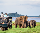Minneriya Elephant watching in Sri Lanka