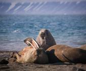 Svalbard in Summer: Tundra, Whales and Wildlife