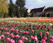 garden_at_chenonceau