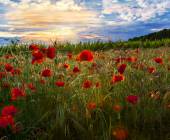 loire_poppy_field