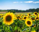 sunflowers-in-the-loire_valley