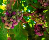 Loire Valley: Walks, Wine & Chateaux