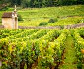 vineyards-burgundy