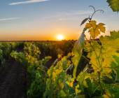 vineyards-chinon
