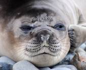 Penguins of the Far South: Falklands, South Georgia & Antarctica