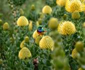 Cape Town and the Garden Route – Premium Adventure