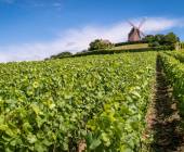 champagne-vineyards