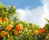 orange-trees-portugal