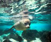 Galapagos Escape – Solaris (Itinerary C)