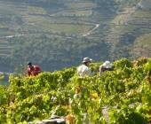 Douro Valley vineyard