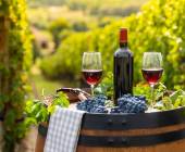 wine-tasting-vineyard