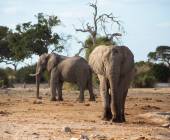 Botswana & Namibia: Delta & Dunes