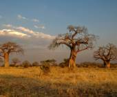 Safari Add-on Tour after Rongai Route