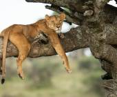 Safari Add-on Tour after Rongai Route