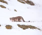 Search for Snow Leopards with Valerie Parkinson
