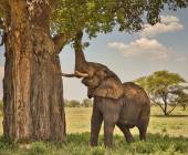 Safari Add-on Tour after Rongai Route