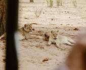 Botswana & Zimbabwe Lodge Safari