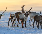 Finnish Wilderness Week