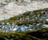 Spitsbergen Circumnavigation: A Rite of Passage