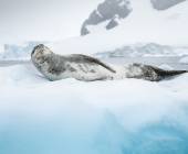 Antarctic Express: Fly the Drake