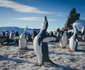 Antarctic Express: Fly the Drake