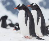 Antarctic Express: Fly the Drake