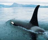 Walking Canada’s Sunshine Coast