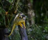 Amazon Rainforest Add-on (post-tour, from Lima)