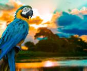 Amazon Rainforest Add-on (post-tour, from Lima)