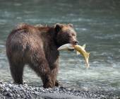 Walking Canada’s Sunshine Coast