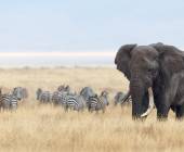 Safari Add-on Tour – after Lemosho Route