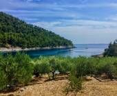 Olive trees in Papnat