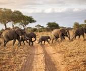 Safari Add-on Tour – after Lemosho Route