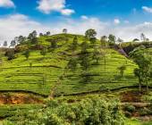 Sri Lankan Highlights