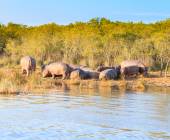 Southern Africa Safari: Kruger & Coast