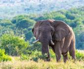 Southern Africa Safari: Kruger & Coast