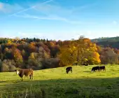 Cycle the Cotswolds: Oxford to Bath – Private Group Adventure