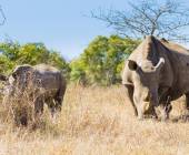 Southern Africa Safari: Kruger & Coast