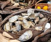 Cycle Northern France: Brittany to Normandy