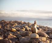 Galapagos Escape – Solaris (Itinerary B)