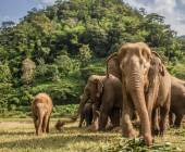 Thailand Family Adventure