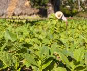 Cuba: La Isla Grande