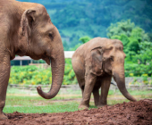 Highlights of Northern Thailand